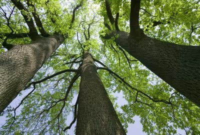 Tree Treasure | pastorrudytlc